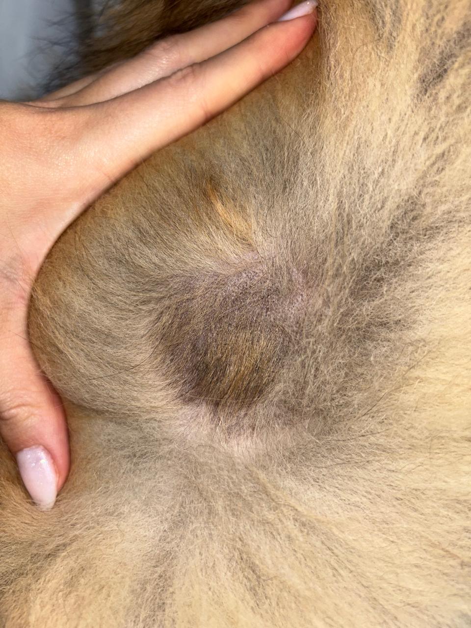 Pele e pelagem saudáveis do pet após o controle da alergia